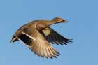 USA-Washington State Nisqually National Wildlife Refuge-mallard hen in flight Art Print